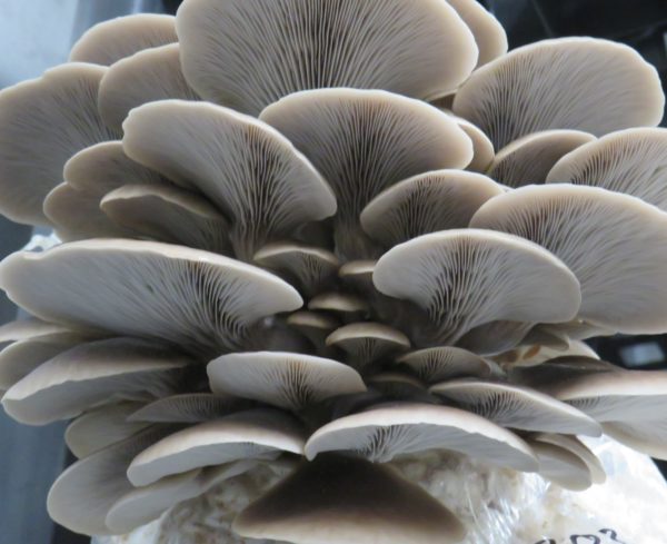 Gray oyster - Pleurotus ostreatus