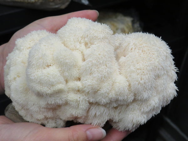 Lion's mane - Hericium erinaceus