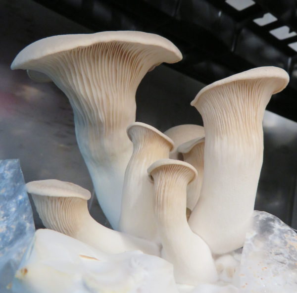 King oyster - Pleurotus eryngii