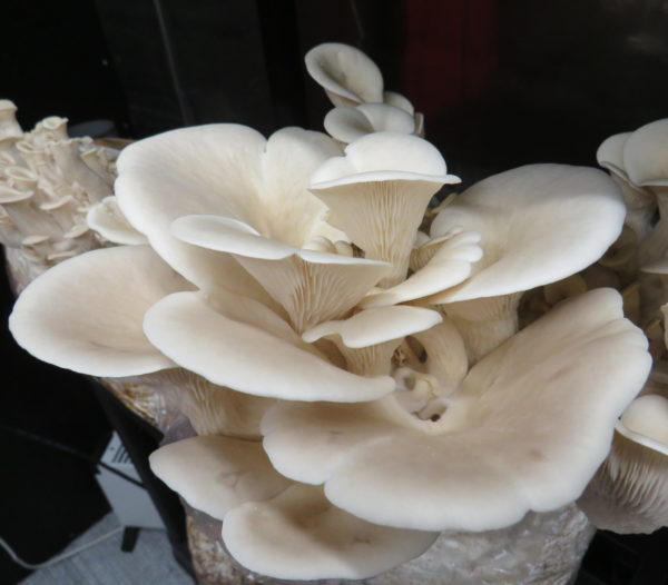 Elm oysters - Hypsizygus ulmarius