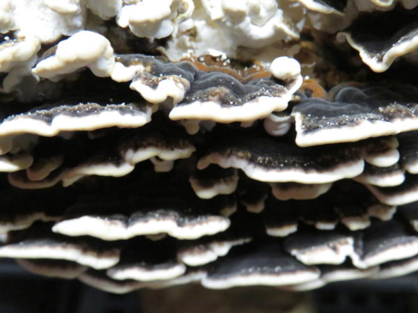 Turkey tail - Trametes versicolor