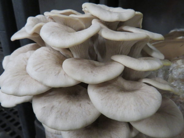 Tarragon oyster - Pleurotus eunosmus